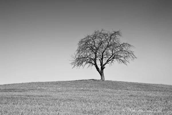 Árbol único blanco y negro — Foto de Stock