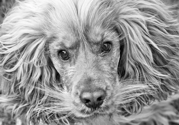 Cocker spaniel cão preto e branco — Fotografia de Stock