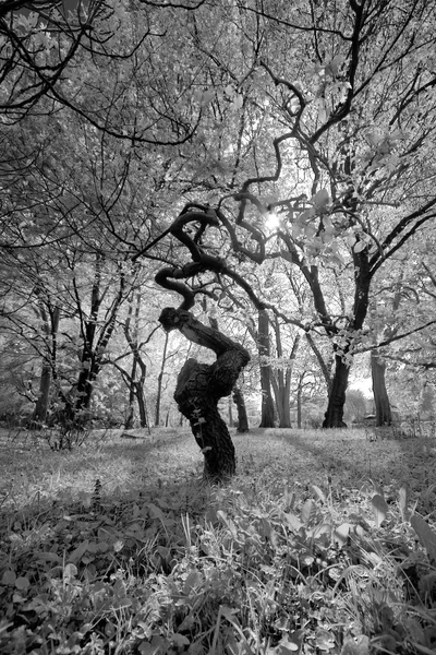 Tejido Forrest - árbol en blanco y negro — Foto de Stock