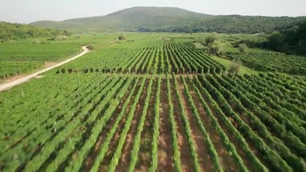 Vrbnik Szőlőültetvények Zöld Táj Légi Kilátás Híres Vrbnicka Zlahtina Bor — Stock videók