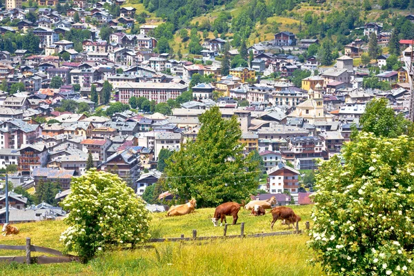 Cidade Bormio Manada Vacas Paisagem Alpina Província Sondrio Lombardia Itália — Fotografia de Stock