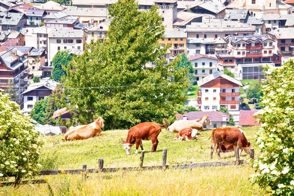 イタリアロンバルディア州ソンドリオ県アルパイン風景区のボルミオと牛の群れの町 — ストック写真