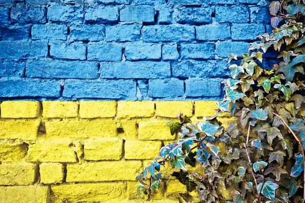 Ucrânia Grunge Bandeira Parede Tijolo Com Planta Hera Conceito Símbolo — Fotografia de Stock