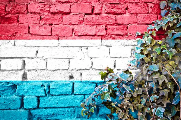 Drapeau Grunge Luxembourgeois Sur Mur Briques Avec Plante Lierre Concept — Photo