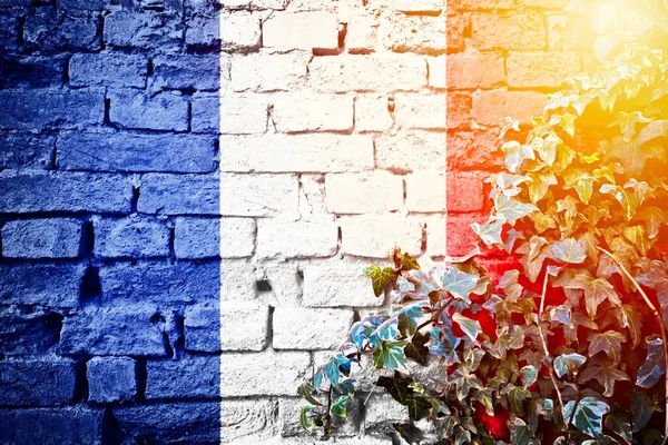 带常春藤植物阳霾景观的砖墙上的法国白旗 国家象征概念 — 图库照片