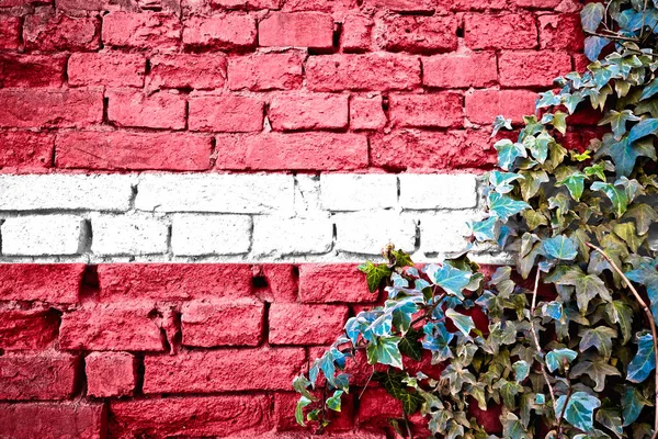 Latvia grunge flag on brick wall with ivy plant, country symbol concept