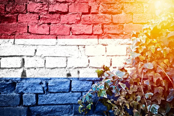 Netherland grunge flag on brick wall with ivy plant sun haze view, country symbol concept