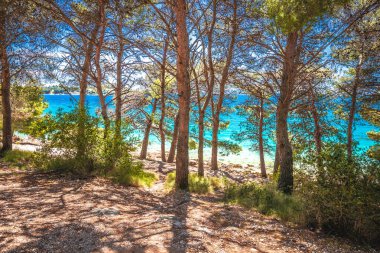 Hırvatistan 'ın Dalmaçya bölgesinde Pakostan, Zadar Riviera' daki çam ağaçlarının arasından görülebilen loş turkuaz plaj manzarası