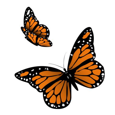 Download Monarch Butterfly Free Vector Eps Cdr Ai Svg Vector Illustration Graphic Art