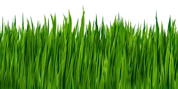 Realistiskt Grönt Gräs Isolerad Vit Bakgrund Vektorgräns Illustration Vektorgrafik