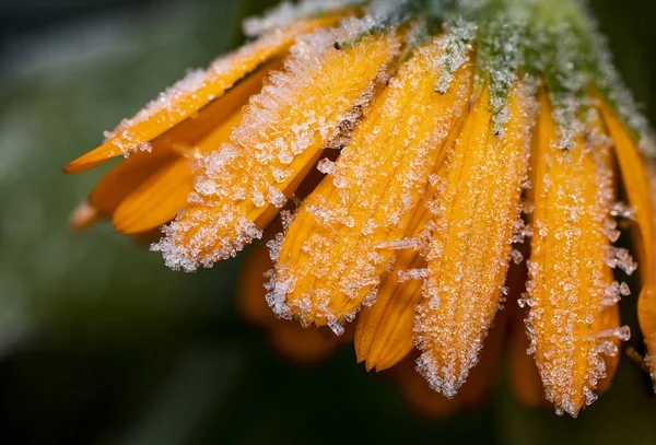 Orange Medicinal Herb Calendula Flowers Pot Marigold Frost Ice Close — Stock Photo, Image