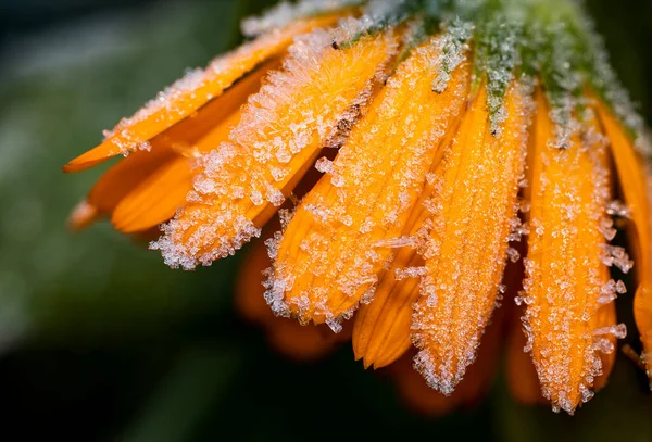Orangefarbene Heilpflanze Calendula Blüht Oder Ringelblume Mit Frosteis Nahaufnahme Makrofoto — Stockfoto