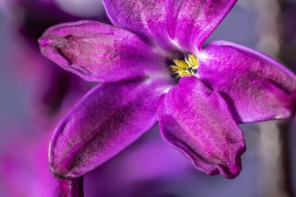 Purple Hyacinth Flower Macro Light Violet Background Early Spring Hyacinth — Fotografia de Stock