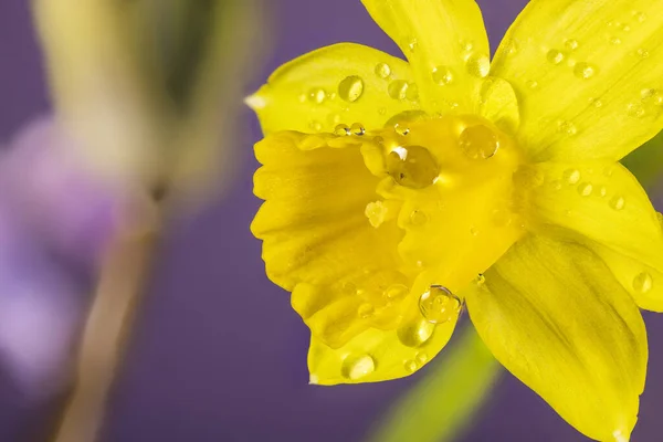 Yellow Daffodil Water Drops Dew Macro Light Violet Background Early — Foto Stock