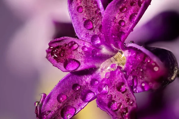 Purple Hyacinth Flower Drops Dew Macro Light Violet Background Early — Fotografia de Stock