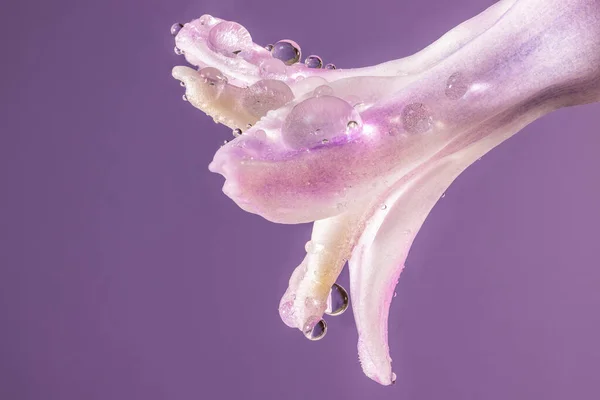 Pink Hyacinth Flower Drops Dew Macro Light Violet Background Early 스톡 사진