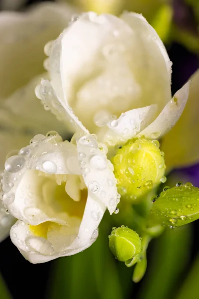 Flor Freesia Branca Botões Com Gotas Orvalho Macro Fundos Pretos — Fotografia de Stock