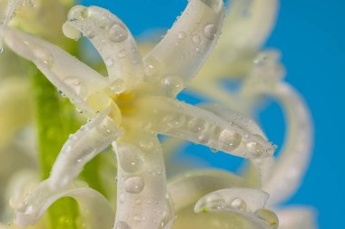 Üzerinde çiy damlaları olan beyaz sümbül çiçeği, mavi arka planda izole edilmiş makro. Sümbül dalında çiçekler, tomurcuklar, yakın.