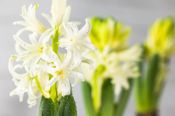 Vit Hyacint Blomma Med Droppar Dagg Makro Isolerad Mot Ljus — Stockfoto