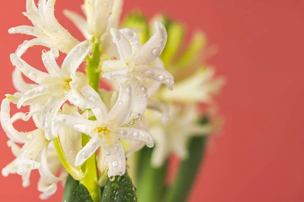 Weiße Hyazinthenblüte Mit Tautropfen Makroisoliert Vor Rosa Hintergrund Der Zweig — Stockfoto