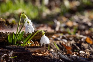 Yumuşak bahar çiçekleri. Su damlalı kar damlaları. Beyaz çiçek açan kar damlası katlandı ya da Galanthus plicatus yakın çekim, makro fotoğraf. Ormanda güneşli bir bahar günü. Paskalya resmi