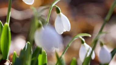 Beyaz çiçek açan kar damlası katlandı ya da Galanthus hafif esintide su damlalarıyla yumuşadı. Düşük açı. Güneş ışığı. Gün doğumu. Yavaş çekim