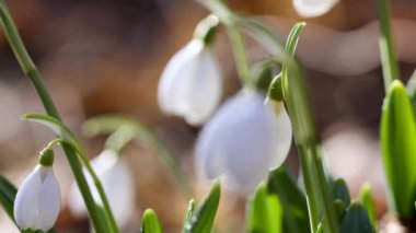 Beyaz çiçek açan kar damlası katlandı ya da Galanthus hafif esintide su damlalarıyla yumuşadı. Düşük açı. Güneş ışığı. Gün doğumu. Yavaş çekim