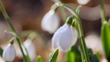 Beyaz çiçek açan kar damlası katlandı ya da Galanthus hafif esintide su damlalarıyla yumuşadı. Düşük açı. Güneş ışığı. Gün doğumu. Yavaş çekim