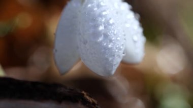 Beyaz çiçek açan kar damlası katlandı ya da Galanthus hafif esintide su damlalarıyla yumuşadı. Düşük açı. Güneş ışığı. Gün doğumu. Yavaş çekim