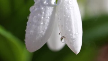 Beyaz çiçek açan kar damlası katlandı ya da Galanthus hafif esintide su damlalarıyla yumuşadı. Düşük açı. Güneş ışığı. Gün doğumu. Yavaş çekim