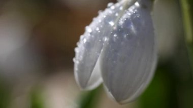 Beyaz çiçek açan kar damlası katlandı ya da Galanthus hafif esintide su damlalarıyla yumuşadı. Düşük açı. Güneş ışığı. Gün doğumu. Yavaş çekim