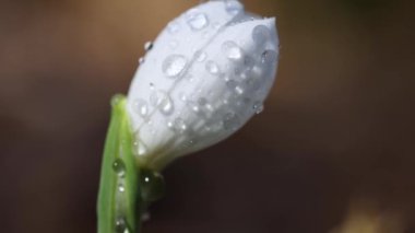 Beyaz çiçek açan kar damlası katlandı ya da Galanthus hafif esintide su damlalarıyla yumuşadı. Düşük açı. Güneş ışığı. Gün doğumu. Yavaş çekim