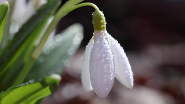 Caída Nieve Blanca Plegada Galanthus Plicatus Con Gotas Agua Brisa — Vídeo de stock