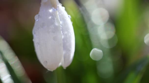 白い花を咲かせる雪滴が折り畳まれるか またはガランサスは光の風で水滴と熟します 低い角度だ サンシャイン 日の出だ スローモーション — ストック動画