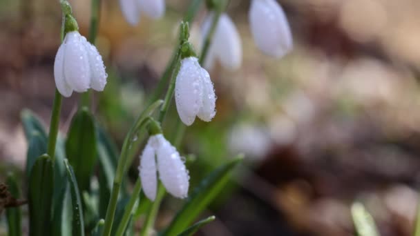 Goutte Neige Floraison Blanche Pliée Galanthus Plicatus Avec Des Gouttes — Video