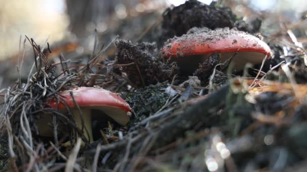 Poisonous Fly Agaric Amanita Mushroom Central European Pine Forest Sunny — Stock Video