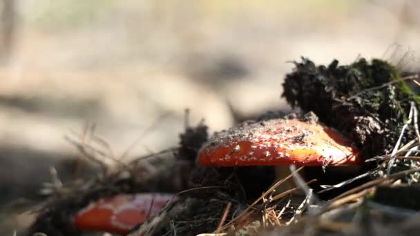 Poisonous Fly Agaric Amanita Mushroom Central European Pine Forest Automne — Video