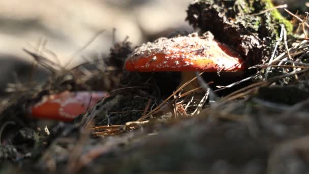 Δηλητηριώδης Μύγα Agaric Amanita Μανιτάρι Στο Πευκοδάσος Της Κεντρικής Ευρώπης — Αρχείο Βίντεο