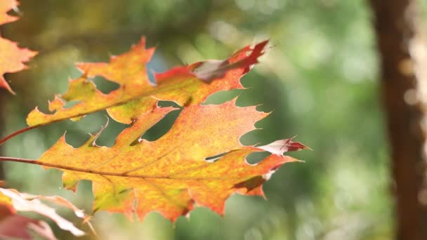 Krásný Úžasné Slunečné Podzimní Pozadí Žlutým Padat Listí Podsvícení Bokeh — Stock video