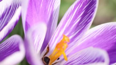 Mor bir kır çiçeğiyle beslenen bal arısı, ilkbaharda güneşli bir gün, yavaş çekim videosu, yakın çekim, makro
