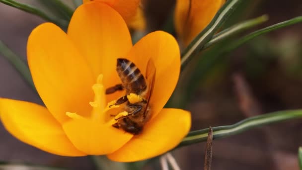 Μέλισσα Σίτιση Ένα Κίτρινο Λουλούδι Κρόκους Ηλιόλουστη Μέρα Την Άνοιξη — Αρχείο Βίντεο