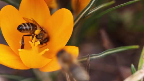 Μέλισσα Σίτιση Ένα Κίτρινο Λουλούδι Κρόκους Ηλιόλουστη Μέρα Την Άνοιξη — Αρχείο Βίντεο