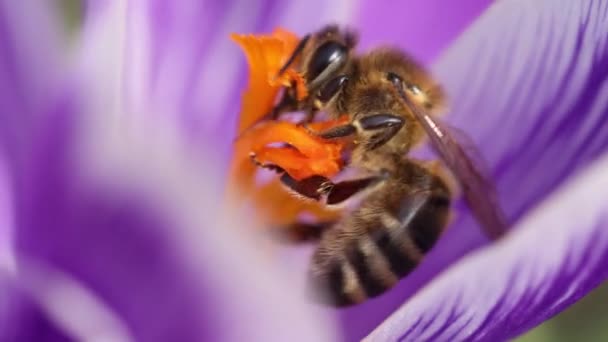 Медовая Пчела Питается Фиолетовым Цветком Крокуса Солнечный День Весной Видео — стоковое видео