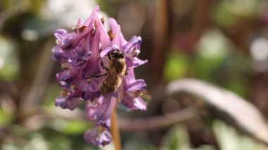 Mor bir Orydalis çiçeğiyle beslenen bal arısı, ilkbaharda güneşli bir gün, yavaş çekim videosu, kapan makro