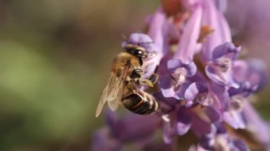 Mor bir Orydalis çiçeğiyle beslenen bal arısı, ilkbaharda güneşli bir gün, yavaş çekim videosu, kapan makro