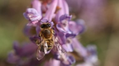 Mor bir Orydalis çiçeğiyle beslenen bal arısı, ilkbaharda güneşli bir gün, yavaş çekim videosu, kapan makro