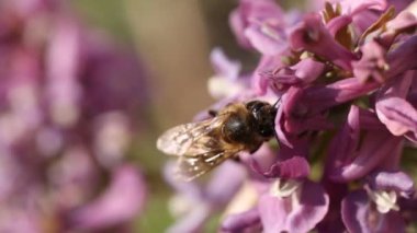 Mor bir Orydalis çiçeğiyle beslenen bal arısı, ilkbaharda güneşli bir gün, yavaş çekim videosu, kapan makro