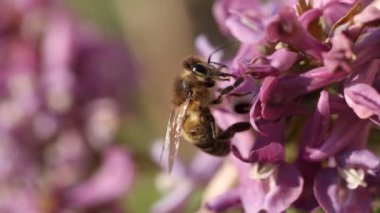 Mor bir Orydalis çiçeğiyle beslenen bal arısı, ilkbaharda güneşli bir gün, yavaş çekim videosu, kapan makro