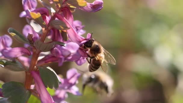 Pszczoła Miodna Żywiąca Się Purpurowym Kwiatem Orydalis Słoneczny Dzień Wiosną — Wideo stockowe