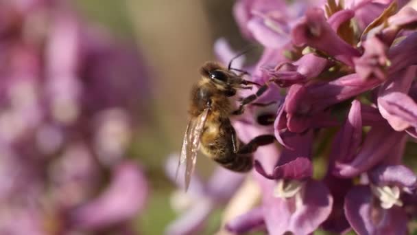Pszczoła Miodna Żywiąca Się Purpurowym Kwiatem Orydalis Słoneczny Dzień Wiosną — Wideo stockowe